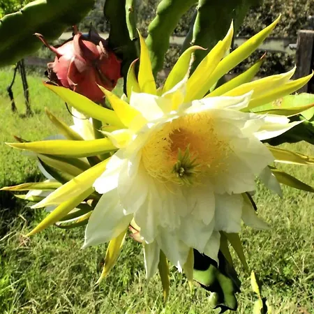 Ideal In Nova De Famalicao With Private Pool *