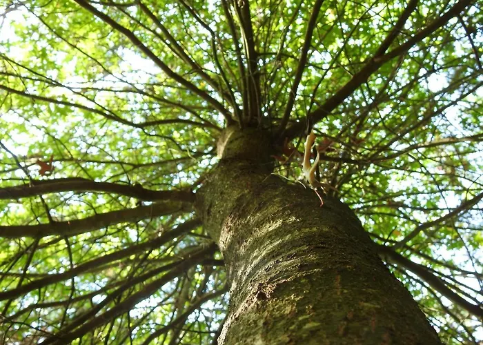 빌라 Ideal In Nova De Famalicao With Private Pool *