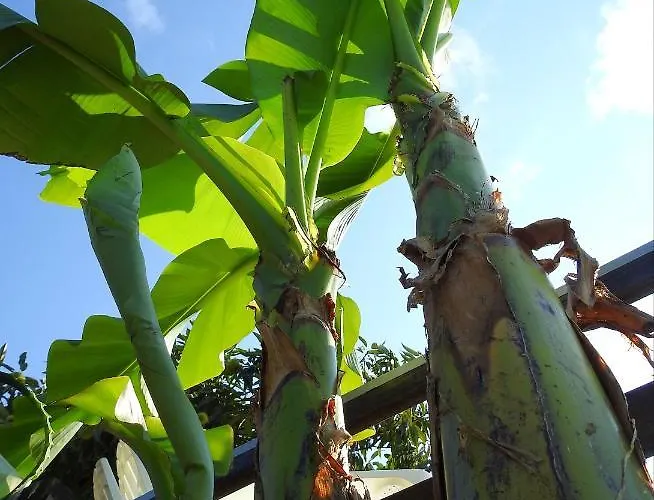 Av. De São Vicente *